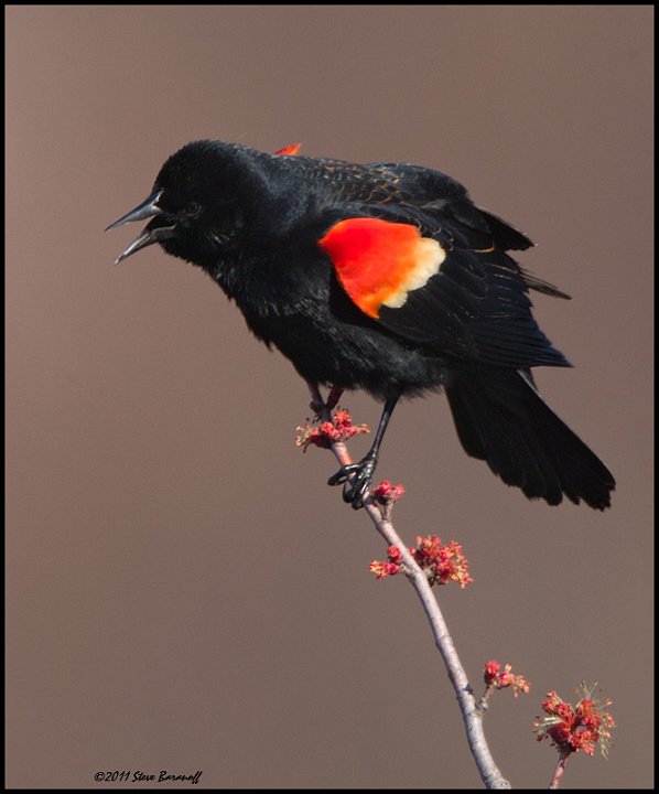 _1SB6549 red-winged blackbird.jpg
